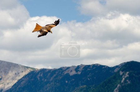 Photo for A selective focus of a red kite hunting in the air under a blue cloudy sky in the countryside - Royalty Free Image