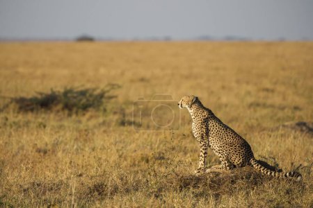 Cheetah on the plains of Serengeti national park tote bag #653616494