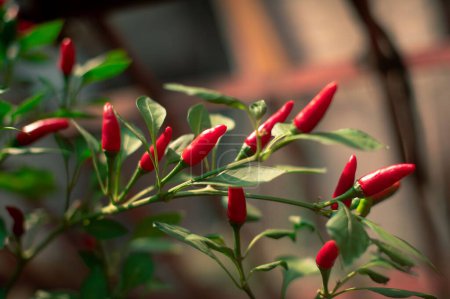 Photo for A closeup of red Bird's eye chili growing on green branches - Royalty Free Image