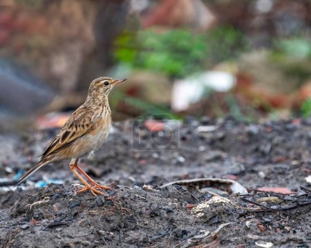 Photo for A long-billed pipit bird standing on a muddy ground in the field with blur background - Royalty Free Image