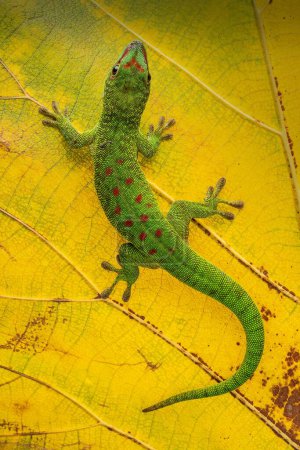 Téléchargez les photos : Gros plan d'un Gecko géant (Phelsuma grandis) vert sur une feuille d'automne jaune - en image libre de droit