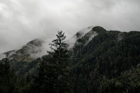 Téléchargez les photos : Vue lointaine d'une montagne d'arbres sempervirents couverts de brume par temps sombre - en image libre de droit