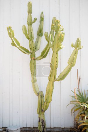Foto de Un disparo vertical de un cactus que crece contra una pared metálica blanca - Imagen libre de derechos