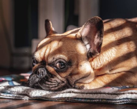 Photo for A closeup of a French Bulldog lying on the blanket in sunlight. - Royalty Free Image