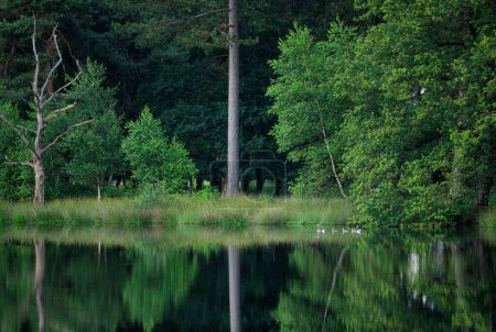 Téléchargez les photos : Plan vertical d'arbres verts reflétés dans les eaux d'un petit lac dans une forêt - en image libre de droit