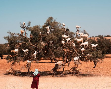 Foto de Un pintoresco tiro de cabras blancas sobre un árbol de argán y una hembra mirando la vista en Marruecos - Imagen libre de derechos