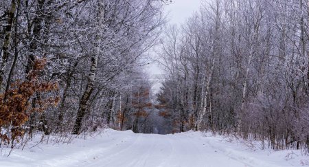 Téléchargez les photos : Une route enneigée entourée d'arbres gelés en hiver, Minnesota - en image libre de droit