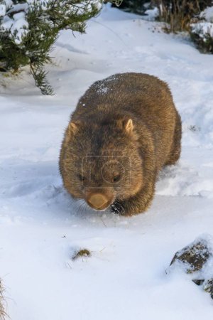 Photo for A cute, fluffy wombat walking on the snowy ground in winter in Tasmania, Australia - Royalty Free Image