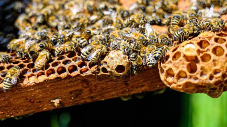 Téléchargez les photos : Un gros plan d'abeilles sur les rayons de miel. Apiculture. - en image libre de droit