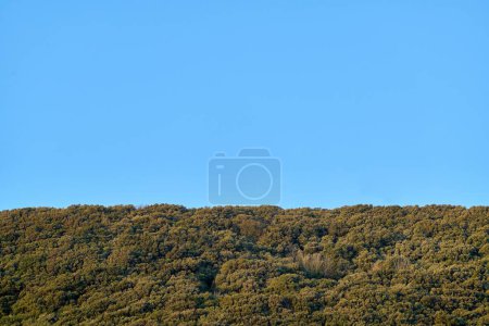 Téléchargez les photos : Les arbres verts denses contre un ciel bleu clair - en image libre de droit