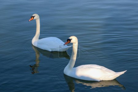 Téléchargez les photos : Quelques beaux cygnes blancs nageant ensemble dans le Danube - en image libre de droit