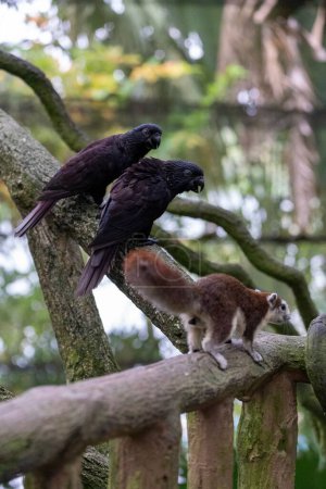 Photo for A vertical shot of two Groove-billed ani parrots and a squirrel on branches - Royalty Free Image