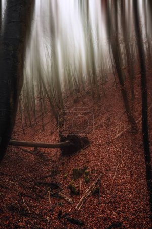 Foto de Un plano vertical de un bosque misterioso con hojas caídas y árboles sin hojas - Imagen libre de derechos
