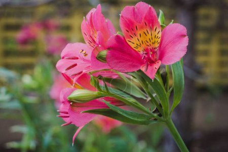 Photo for A closeup of Alstroemeria psittacina - Royalty Free Image