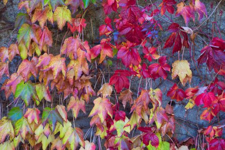 Téléchargez les photos : Jaune, orange, rouge et brun. À l'automne des arbres, les feuilles changent de couleur en automne. - en image libre de droit