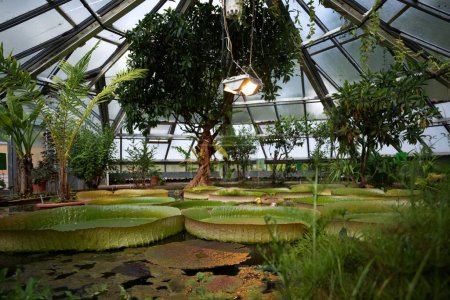 Foto de Grandes nenúfares contra las plantas tropicales en el jardín botánico de Halle an der Saale - Imagen libre de derechos