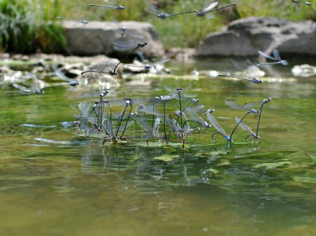 Téléchargez les photos : Une macro-photo de libellules volant au-dessus d'une surface du lac - en image libre de droit