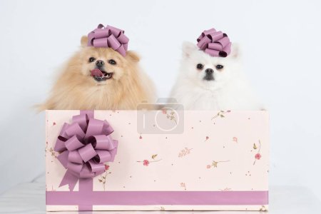 Foto de Una linda pareja de perros Spitz en la caja de regalo en el estudio - Imagen libre de derechos