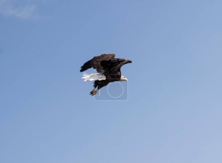 Photo for An Eagle gaining altitude in the blue sky - Royalty Free Image