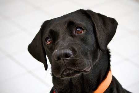 Photo for A closeup of a black labrador retriever dog with a blurry background - Royalty Free Image