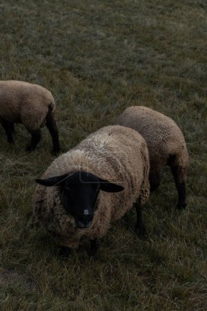 Téléchargez les photos : Un plan vertical du mouton Suffolk pelucheux pâturant dans le champ vert - en image libre de droit