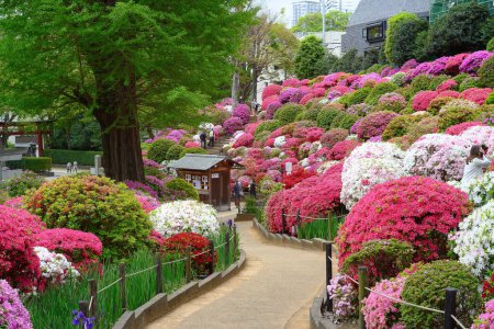 Téléchargez les photos : Une vue panoramique des azalées colorées en fleurs dans le sanctuaire Nezu, Tokyo, Japon - en image libre de droit