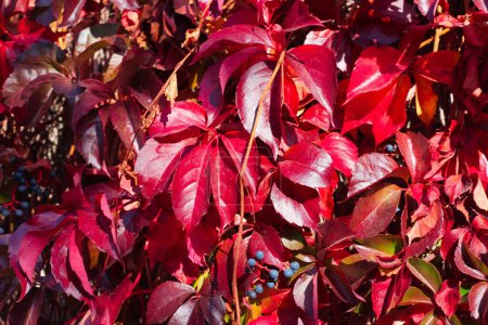 Foto de Amarillo, naranja, rojo y marrón. En otoño de los árboles, las hojas cambian de color en otoño. - Imagen libre de derechos