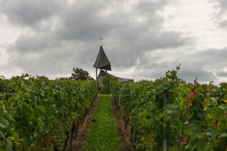 Téléchargez les photos : Un beau cliché d'un sentier entre vignes sous un ciel nuageux avec le fond d'une église - en image libre de droit