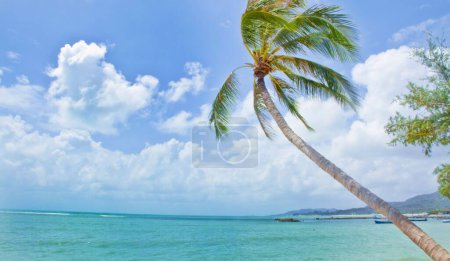 Téléchargez les photos : Un paysage de palmiers vibrants sur la plage par de l'eau de mer turquoise et un ciel bleu nuageux - en image libre de droit