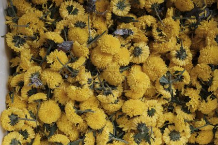 Téléchargez les photos : Un gros plan en haut d'un tas de belles fleurs de souci jaune recueillies - en image libre de droit