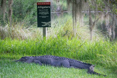 Photo for A side view of American alligator sunbathing on lush green lakeshore in Magnolia Plantation and Gardens - Royalty Free Image