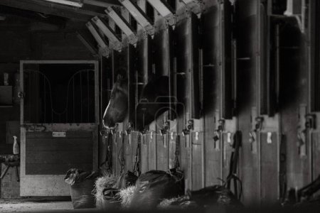 Photo for A grayscale shot of the clean stables of an equestrian farm with horses - Royalty Free Image