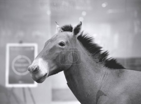 Foto de A closeup shot of a brown horse toy figurine - Imagen libre de derechos