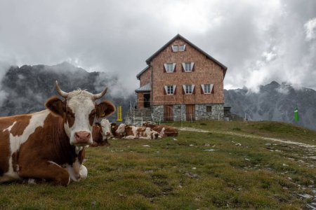 Téléchargez les photos : Un troupeau de vaches bicolores dans le pâturage sur fond de maison et ciel nuageux. - en image libre de droit