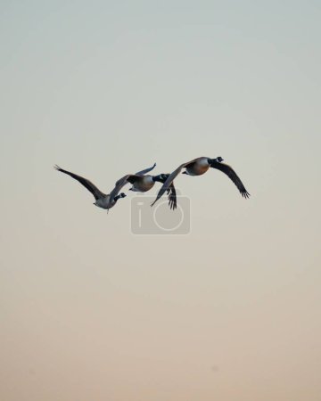 Téléchargez les photos : Plan à angle bas de trois oies volant avec leurs ailes grandes ouvertes contre le ciel couchant en pente - en image libre de droit