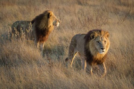 Téléchargez les photos : Puissant lion observant les lionnes qui sont prêtes pour la chasse - en image libre de droit
