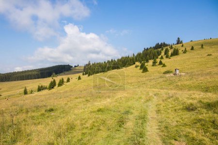 Photo for The idyllic mountain scene with yellow grass and pine trees under a blue sky in Austria - Royalty Free Image