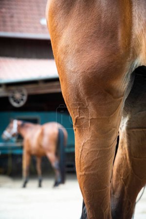 Téléchargez les photos : Plan vertical de la jambe d'un cheval brun sur fond flou - en image libre de droit