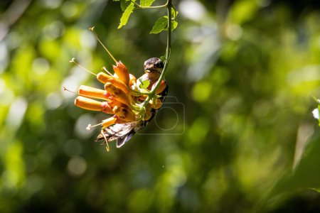 Foto de Un plano superficial de un pájaro carpintero posado sobre capullos de flores de un árbol - Imagen libre de derechos