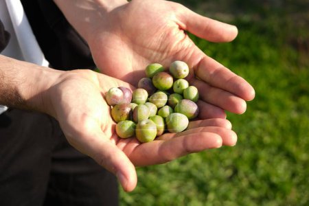 Photo for The high-angle view of hands holding the fresh olive harvest under the sunlight - Royalty Free Image
