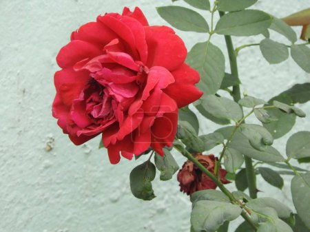 Photo for A closeup shot of a beautiful red rose in a garden - Royalty Free Image