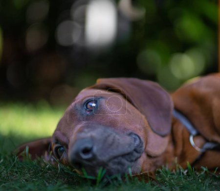 Photo for A selective focus of Rhodesian Ridgeback lying on grass - Royalty Free Image