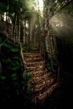 Téléchargez les photos : Une belle vue sur les escaliers en bois dans une forêt mystérieuse avec de grands arbres au lever du soleil - en image libre de droit