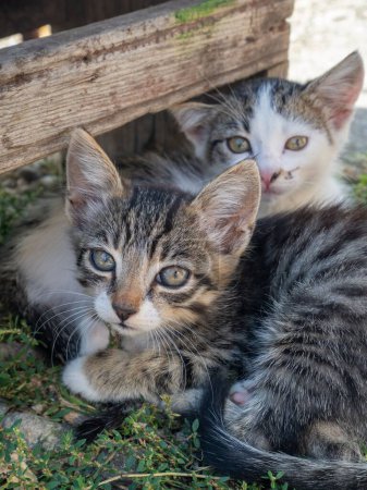 Foto de Un primer plano de dos lindos gatos tabby (Felis catus) acostados uno al lado del otro en la hierba - Imagen libre de derechos