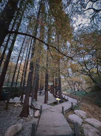 Photo for A vertical shot of an empty boardwalk in the autumn forest. Qingdao, China. - Royalty Free Image