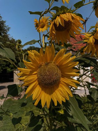 Photo for A vertical shot of the sunflowers in the green field - Royalty Free Image