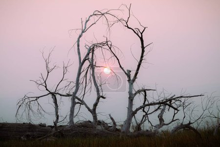Foto de Un hermoso tiro de un árbol sin hojas con el fondo del cielo de humo del fuego salvaje - Imagen libre de derechos