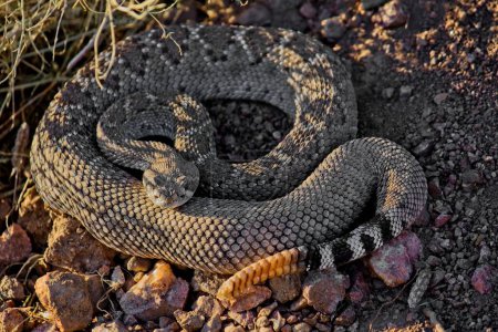 Un hermoso primer plano de una serpiente de cascabel de diamante occidental en un suelo