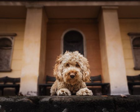 Foto de Un foco selectivo de un perro Cockapoo frente a un edificio - Imagen libre de derechos