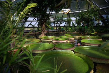 Foto de Grandes nenúfares contra las plantas tropicales en el jardín botánico de Halle an der Saale - Imagen libre de derechos
